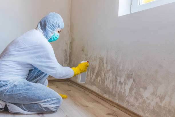 Licensed Mold Remediation service in Manassas, VA - Car Mold Remediation